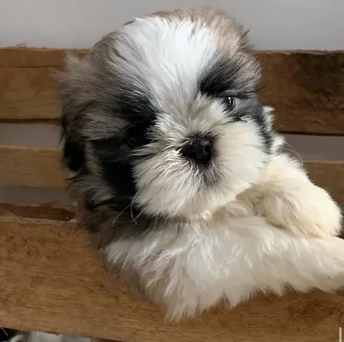 Shih Tzu amoroso - Companheiro perfeito para seu lar!