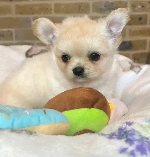 Chihuahua de pelo curto e pelo longo com garantia de saúde e pureza racial!