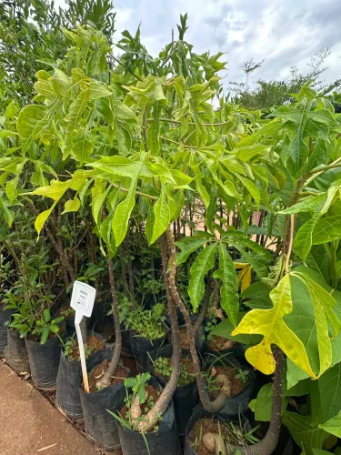 Muda de Jaracatiá