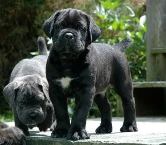 A Potência do Cane Corso  