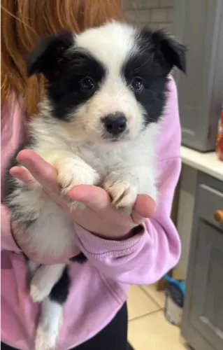 Border Collie brincalhão e muito esperto