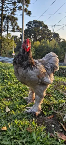 Galo Brahma