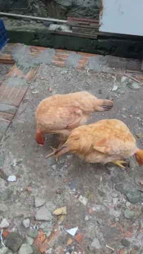 Vendo esse galo e essas duas galinhas 