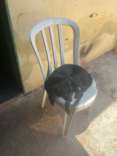 Doação de vira lata adulto dócil 