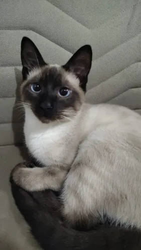 Gato Siamês (Leia todo o anúncio!!!)