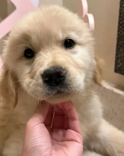 Golden Retriever ler
