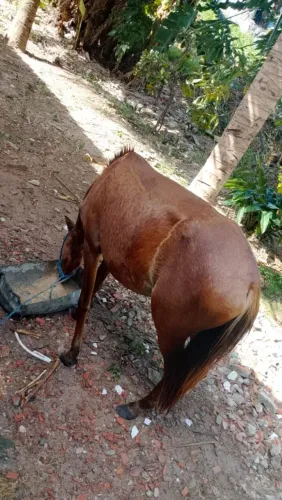 Potra pra vender