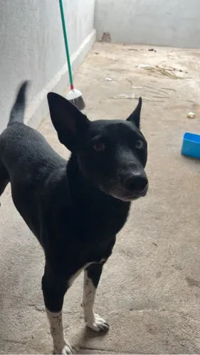 Pet