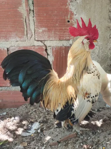 GALOS BELGIANS À VENDA