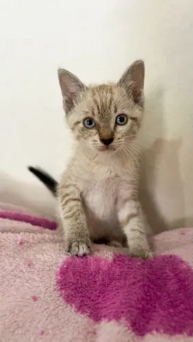 Gatos para doação/ castração garantida