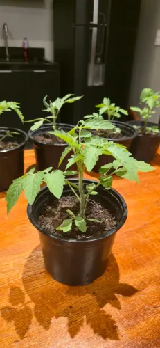 Vendo mudas de tomate cereja
