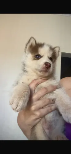 Cachorro 