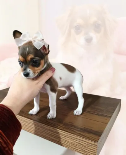 Pinscher Mini Para Quem Ama Pets
