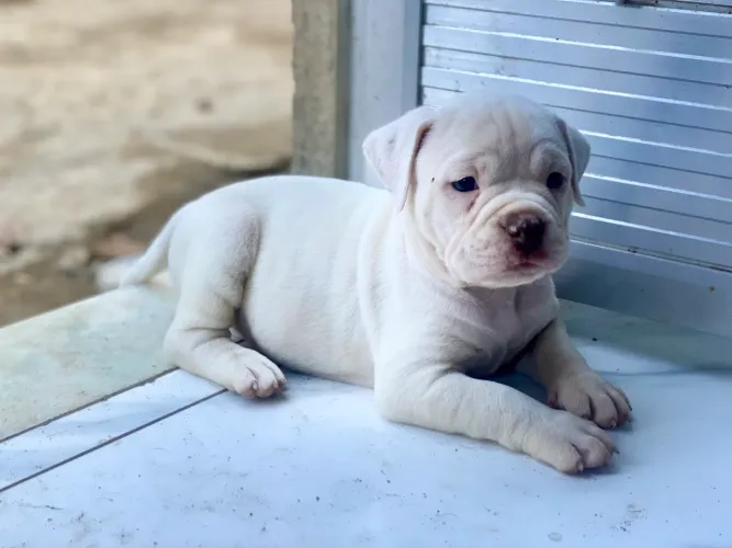 American bully