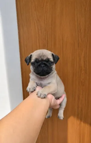 Filhote de Pug 