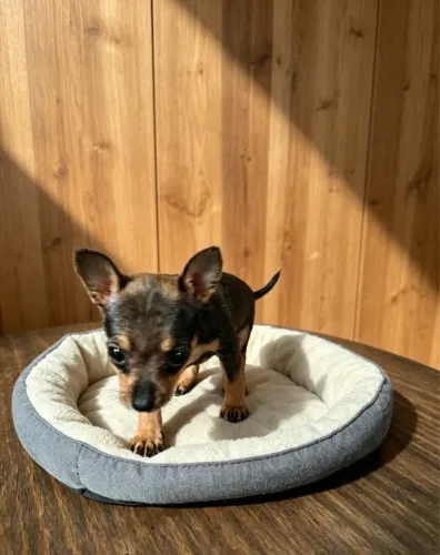 Pinscher fofo