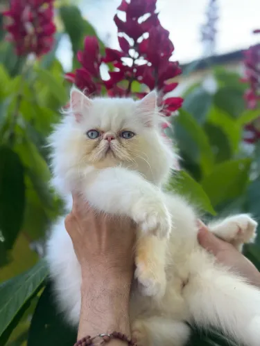 Linda gata persa