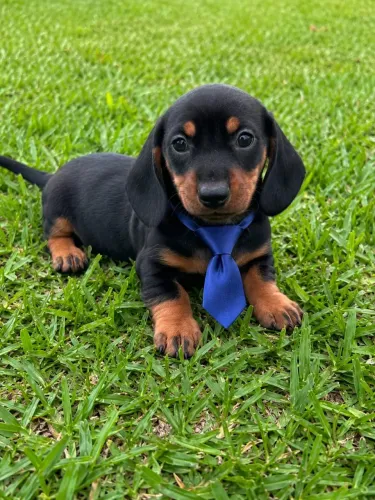 Macho Dachshund (salsichinha)