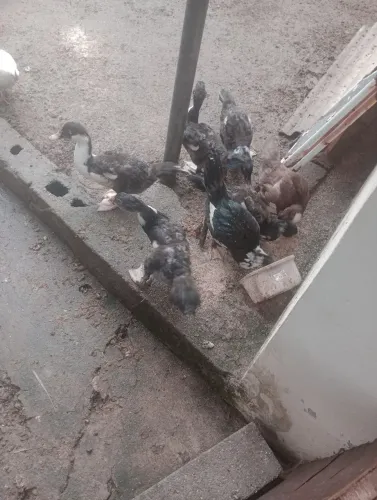 Lindos patos jovens 