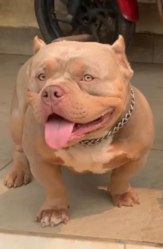 Filhotes de luxo Americam Bully pedigree grátis...