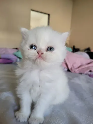 Gato Persa