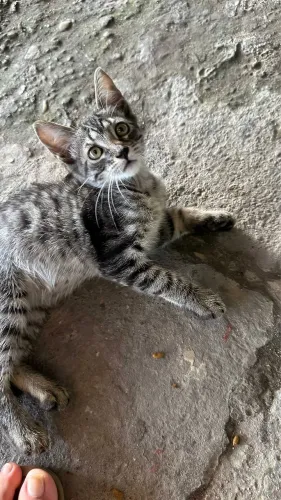 Gata fêmea 4 meses