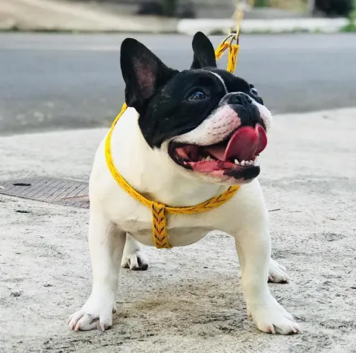 Buldogue Francês 