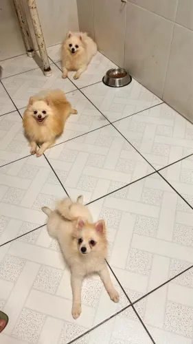 Spitz macho e fêmeas