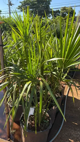 Muda de Buriti 