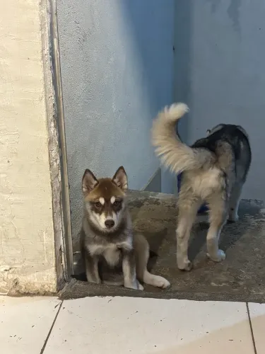 Husky