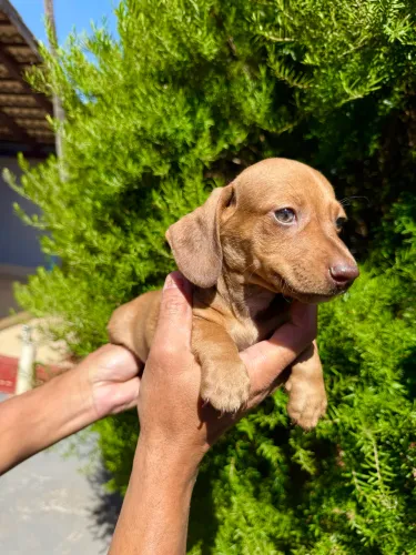 Basset macho olho verde disponível passo cartão