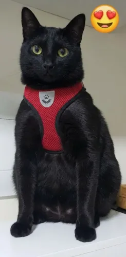 Gata linda castrada de 11 meses