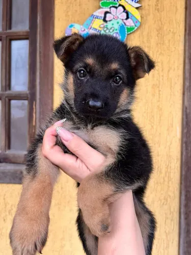 Pastor Alemão Machos disponíveis padrão top pedigree