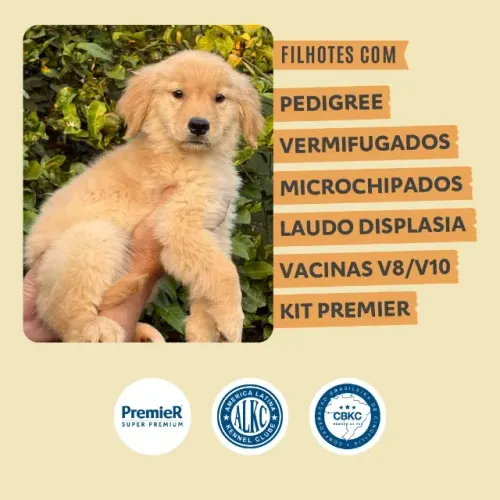 Golden Retriever filhotes - Franca