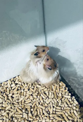 Hamsters 