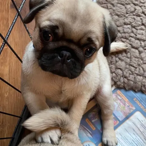 Pug sua vida mais feliz 