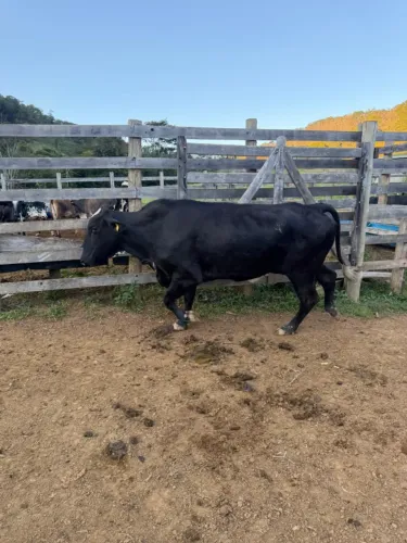 Vacas Girolandas Leiteiras Com Bezerras Gado Amojando de Leite Bezerros 