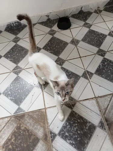 Gata castrada femea para doação
