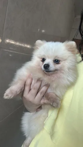Pedrinho para cruza lulu para cruza Spitz para cruza 