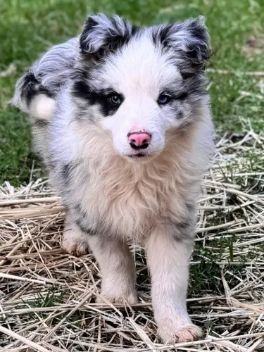Filhotes de Border Collie | Filhote que encanta o coração.
