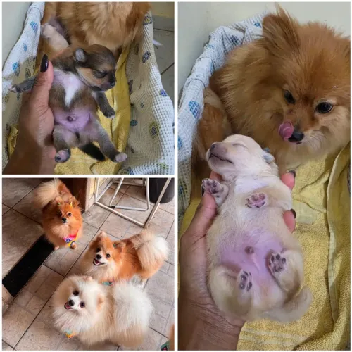 Spitz alemão/ Lulu da Pomerania