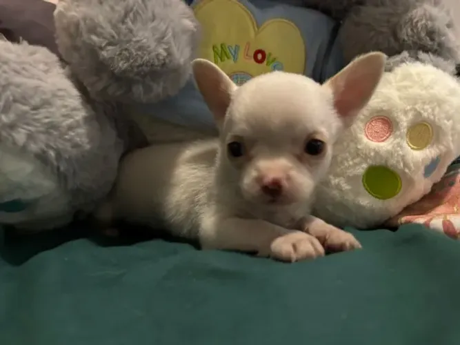 chihuahua macho pelo curto, linhagem russa, em 10x no cartao.