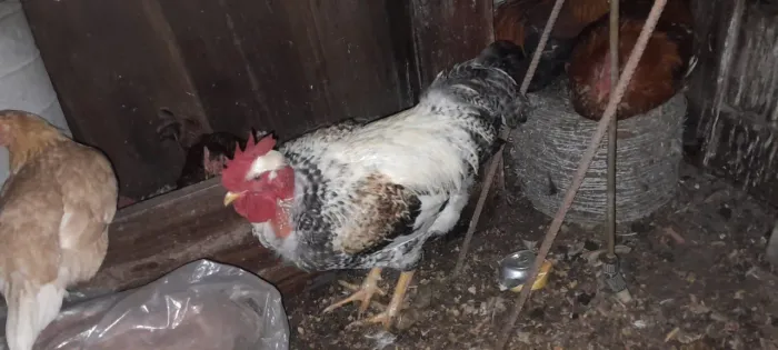 Vendo galos