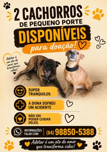 Doação de 2 cachoros