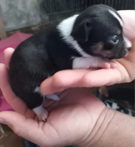 Filhotes de Pinscher