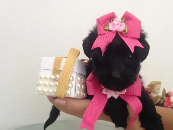 Shitzu com maltês fêmea oferta relâmpago com caminha de brinde e entrega gratis