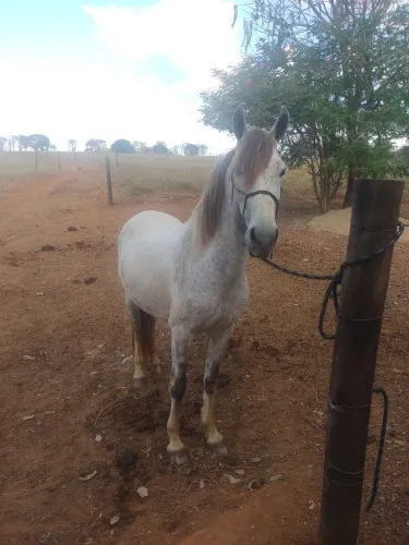 Cavalo marcha batida registrado
