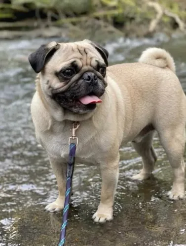 Cachorro raça pug