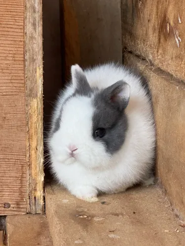 Filhotes de Mini Coelho Netherland Dwarf