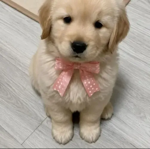 Filhote Golden Retriever Fêmea para Família